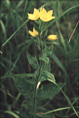 Lysimachia punctata