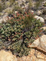 Leucadendron arcuatum