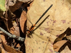 Austroargiolestes amabilis