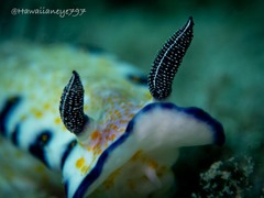 Hypselodoris imperialis