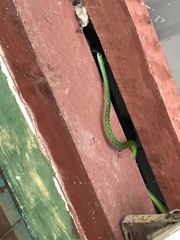 Philothamnus punctatus