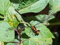 Austroargiolestes amabilis