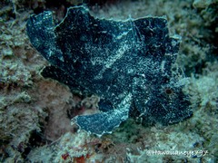 Taenianotus triacanthus