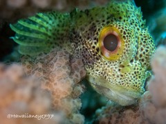 Sebastapistes coniorta