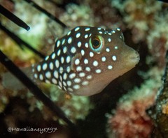 Canthigaster jactator