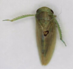 Batracomorphus