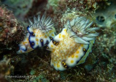Hypselodoris imperialis