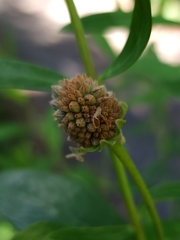 Pimelea ligustrina
