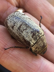 Dermolepida albohirtum