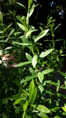 Pimelea ligustrina