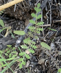 Phacelia distans