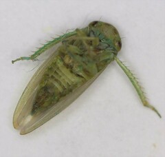 Batracomorphus
