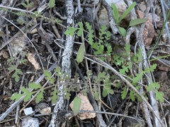 Phacelia distans