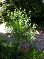 Pimelea ligustrina