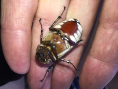 Dermolepida albohirtum