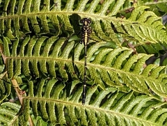 Austrogomphus ochraceus