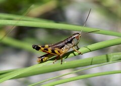 Boopedon flaviventris