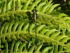 Austrogomphus ochraceus