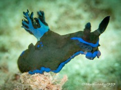 Tambja morosa