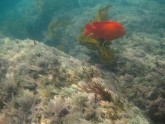 Hypsypops rubicundus