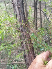 Leptospermum trinervium