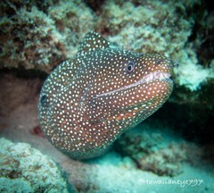 Gymnothorax meleagris