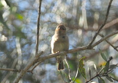 Myzomela sanguinolenta