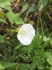 Calystegia sepium