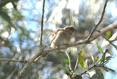 Myzomela sanguinolenta