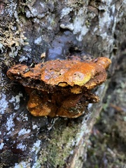 Pycnoporellus fulgens