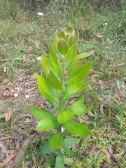 Persoonia cornifolia