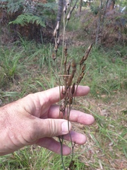 Haemodorum austroqueenslandicum