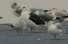 Larus schistisagus