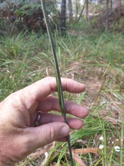 Haemodorum austroqueenslandicum