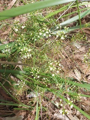 Platysace linearifolia