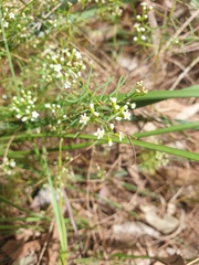 Platysace linearifolia