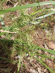 Platysace linearifolia