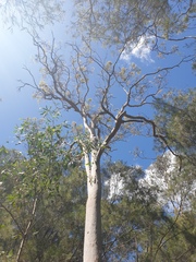 Angophora leiocarpa