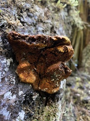 Pycnoporellus fulgens