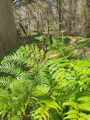 Haemodorum austroqueenslandicum