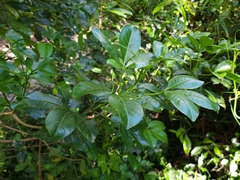 Melicope micrococca