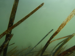Cymodocea nodosa