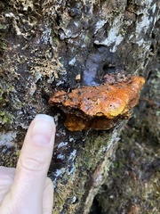 Pycnoporellus fulgens