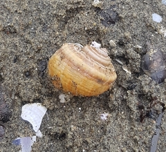 Amphibola crenata