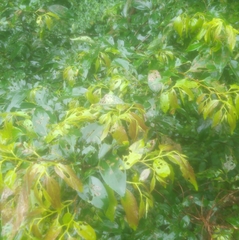 Celtis tetrandra