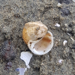 Amphibola crenata