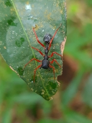Myrmecium rufum