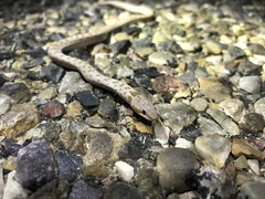 Hypsiglena chlorophaea