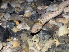 Hypsiglena chlorophaea