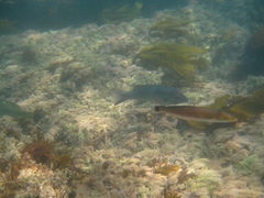 Bodianus pulcher